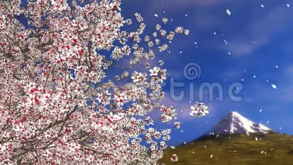 樱花樱花落瓣富士山视频的预览图