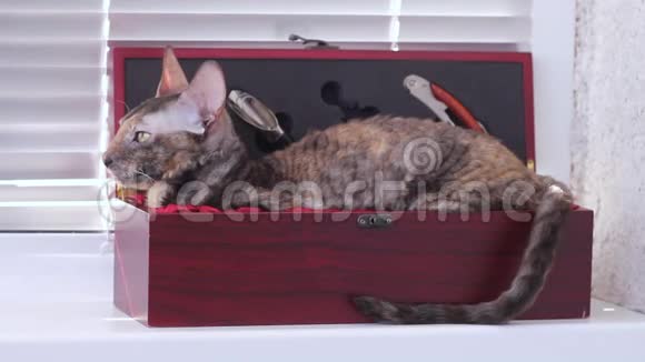 酒盒里的彩色猫科尼什雷克斯视频的预览图