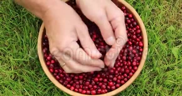 雌性手分类成熟的红菱莓在秋天收获视频的预览图