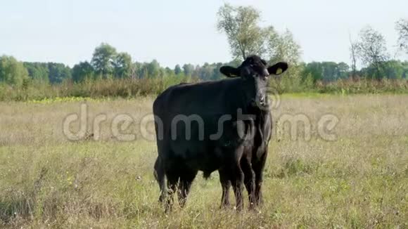 小牛靠近奶牛喝牛奶吃牛群在田里放牧农场的肉类生产夏天温暖的一天视频的预览图