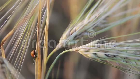 日落时在小麦上吃瓢虫视频的预览图