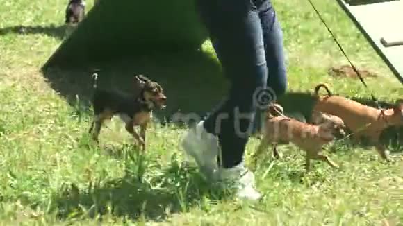 女人正在和她的三只小狗散步视频的预览图