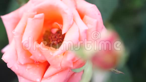 花园里美丽盛开的粉红色玫瑰夏日时光慢动作3840x2160视频的预览图
