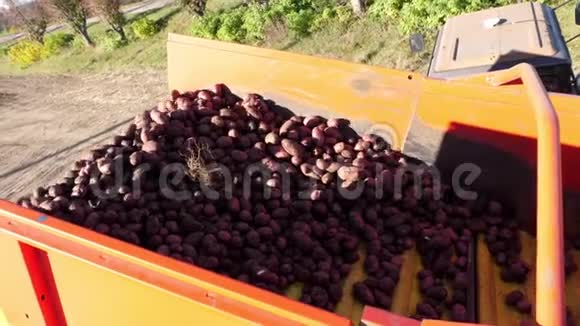 马铃薯收割机在运输卡车上卸下土豆在一个农场里收获新鲜的有机土豆视频的预览图