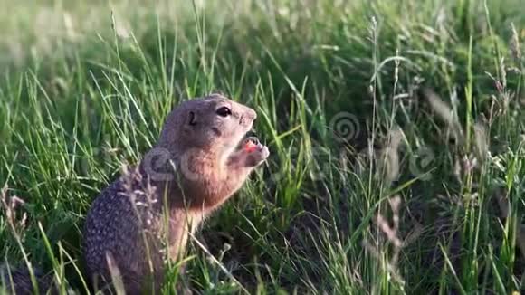 小地松鼠坐在草地上啃食或吃胡萝卜视频的预览图