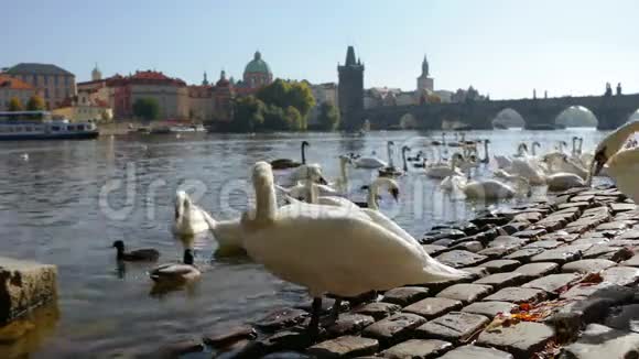 布拉格的白天鹅视频的预览图
