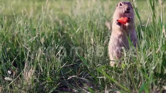 肥鼠或地鼠坐在草地上啃食或吃胡萝卜视频的预览图