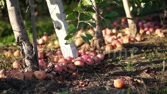 靠近许多成熟的苹果倒在地上躺在果园里的苹果树下初秋收获苹果视频的预览图