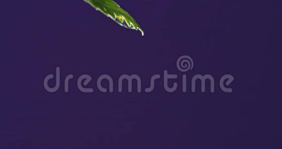 用软焦点近距离观察水珠挂在蕨类植物枝叶的顶端视频的预览图