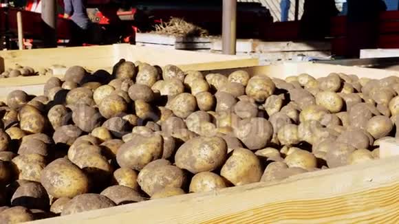 收获的土豆站在大的木制容器盒子里装满到顶部等待上市出售的土豆视频的预览图