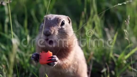 有趣的地松鼠坐在草地上咬或吃胡萝卜视频的预览图
