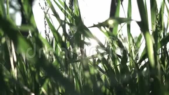 在阳光明媚的日子里镜头缓慢地穿过绿草全高清倾斜视频240fps1080p视频的预览图