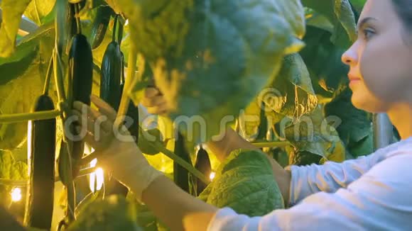 年轻女子在室内农场的温室里切黄瓜果实视频的预览图