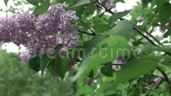 一种花的紫丁香的开花枝开在灌木上叶子和花上有水珠慢速全景视频视频的预览图