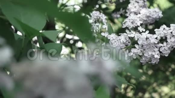 灌木丛上丁香花的近景开花枝慢速全景视频柔软的焦点和美丽的波克全高清视频的预览图