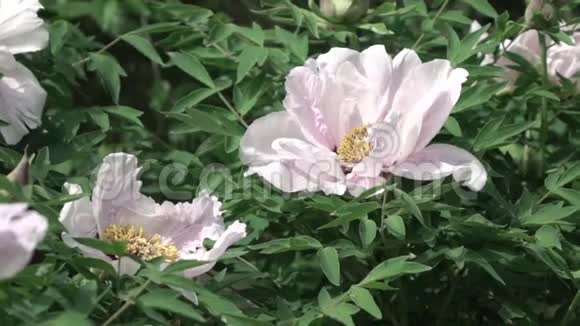 布什用鲜花粉红色牡丹绿叶特写在阳光明媚的夏天拍摄蜜蜂的影子视频的预览图