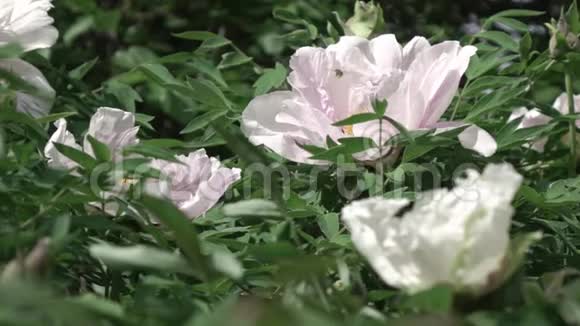 蜜蜂飞过花丛开着粉红色的花牡丹绿叶模糊的背景慢动作全高清视频视频的预览图