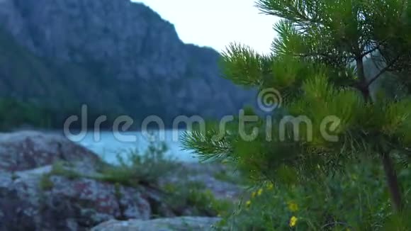 一棵孤独的松树矗立在一条山河的岸边视频的预览图
