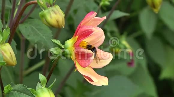 一只大黄蜂在花上收集花粉视频的预览图