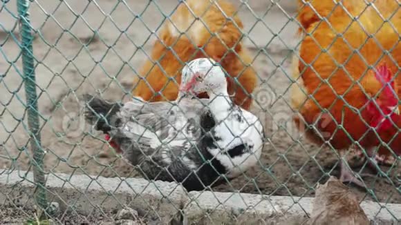 农场禽场的幼鸭和母鸡视频的预览图