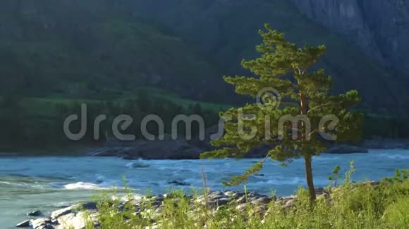 一棵孤独的松树矗立在一条山河的岸边视频的预览图