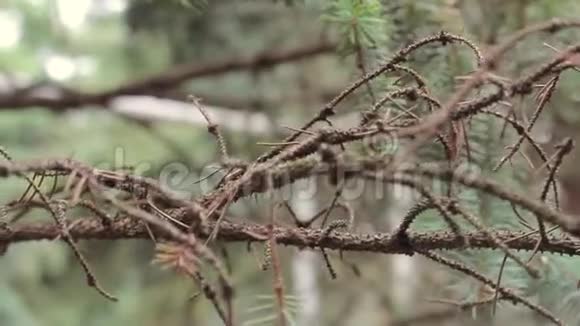 冷杉树枝森林中针叶树的树枝特写宏镜头视频的预览图