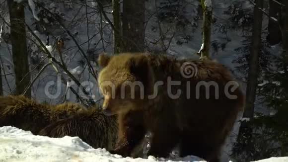 冬天森林里的棕熊小熊穿过森林视频的预览图