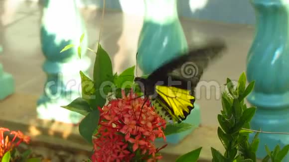 红花上的黄蝶视频的预览图