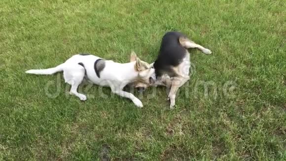 狗在户外玩耍时咬狗视频的预览图