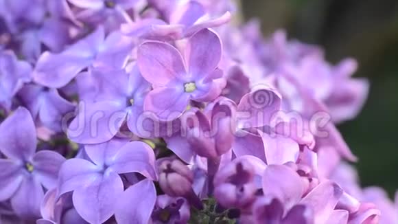 春天花园里的淡紫色温柔的花视频的预览图