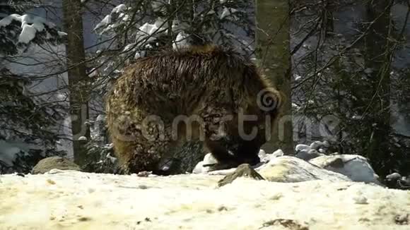 冬天森林里的棕熊一只小熊在雪地里吃东西视频的预览图