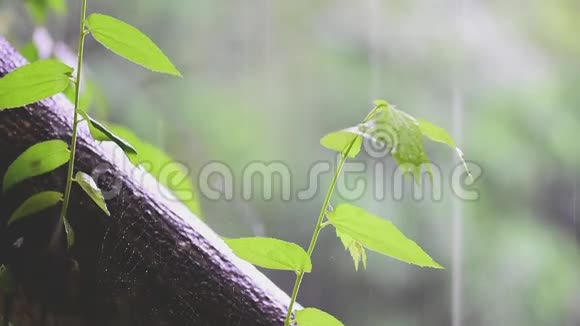 生命之树概念小树从一棵大树上长大在雨和阳光下视频的预览图