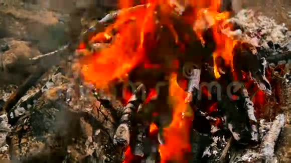 在火里烧木头视频的预览图
