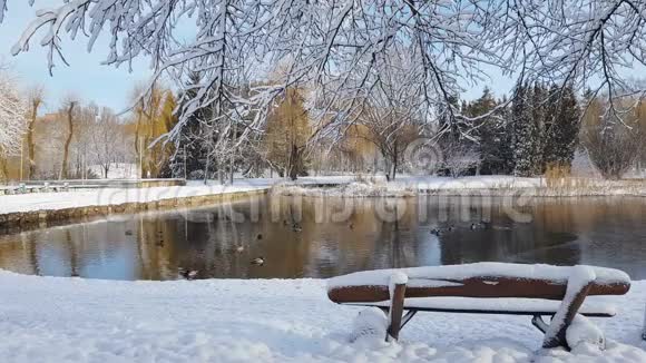 城市公园里第一场雪和鸭子视频的预览图