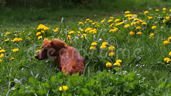 蒲公英花田与野鸟的歌声和美丽的长毛达春绿色草地上的黄色蒲公英视频的预览图