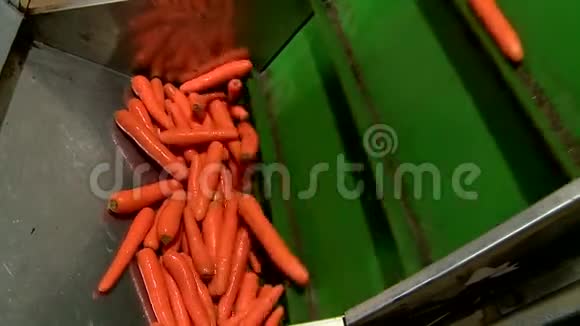 蔬菜在传送带上储存土豆和胡萝卜视频的预览图