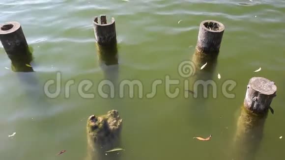 水中的旧木柱视频的预览图