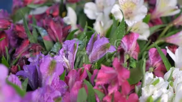 鲜嫩的杜鹃花带水滴在花店售卖特写视频的预览图