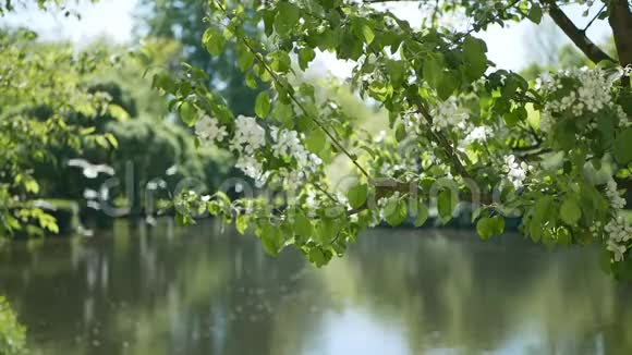 春天的风景一棵苹果树在公园的池塘前盛开视频的预览图