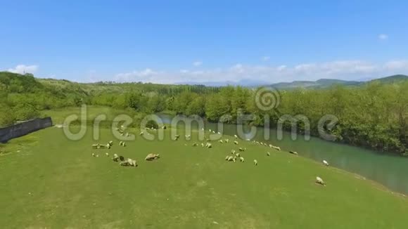 在山区的绿色牧场上放羊养牛有机羊毛视频的预览图