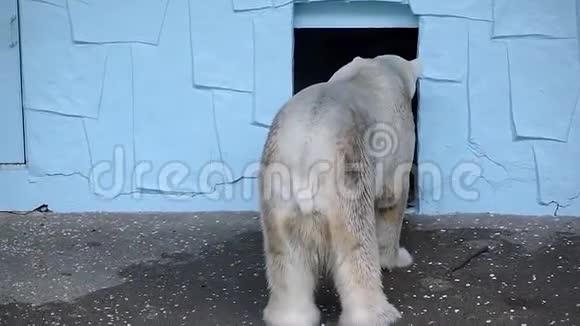 一只白色北极熊在一个巨大的石洞前移动视频的预览图