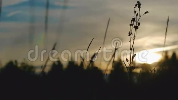 日落于森林视频的预览图