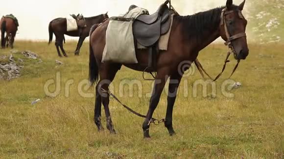 马在山里的草地上吃草视频的预览图