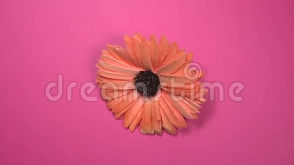 美丽的红色雏菊花在旋转的粉红色背景上快速旋转视频的预览图