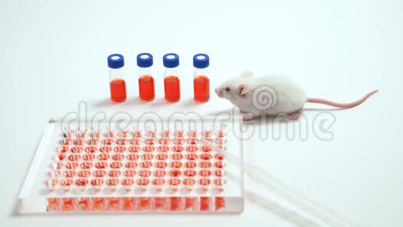 好奇的白鼠在实验室中浅自由度选择性地聚焦在鼠爪和眼睛上视频的预览图