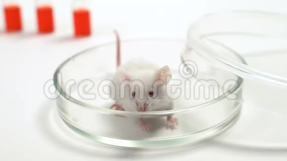 好奇的白鼠在实验室中浅自由度选择性地聚焦在鼠爪和眼睛上视频的预览图