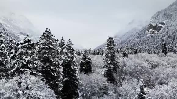 冬季阴天森林的鸟瞰图美丽的冬天自然的云杉和松在雪低空飞行视频的预览图