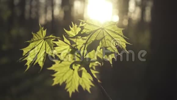 夕阳下枫树的嫩叶被阳光照亮视频的预览图