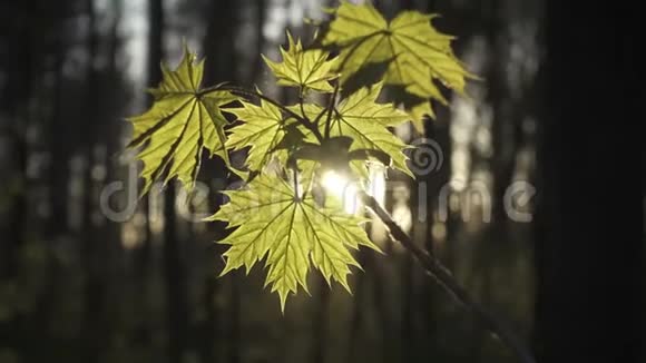 夕阳下枫树的嫩叶被阳光照亮视频的预览图