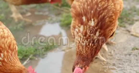 提供免费范围的鸡肉从水坑中饮用视频的预览图